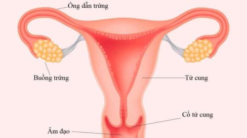 Cấu tạo của tử cung và buồng trứng trong cơ thể phụ nữ